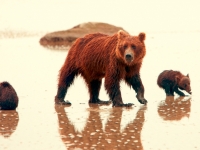 Braunbären (Grizzlies) am Silver Salmon Creek, Foto: TravelAlaska.com