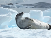 Krabbenfresser-Robbe (Foto: Crabeater Seal in Pléneau Bay, Antarctica von Liam Quinn via Flickr, Lizenz CC BY-SA 2.0)