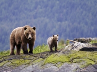 Bär und Jungen, Foto: Klaus Gretzmacher/ Fasten Your Seatbelts