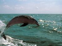Atlantic Bottlenose Dolphin, Foto: VISIT FLORIDA