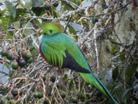 Resplendent Quetzal (Pharomachrus mocinno), Mirador de Quetzales, Costa Rica, Frank.Vassen, CC BY, flickr