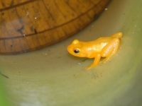 Goldener Frosch (Golden Frog) in Guyana, Foto: Bill Cameron