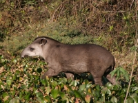 Tapir Pantanal II, CC BY-SA 2.0, Foto: Marco Zanferrari