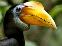 Hornbill, Phalinn Ooi [CC BY 2.0 flickr]