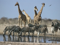 Tierleben am Wasserloch im Etosha Nationalpark, Foto: BoTG