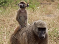 A Mother & Baby Baboon, Grant Peters [CC BY 2.0, flickr]