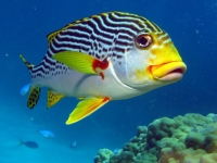 Diagonally Banded Sweetlips, Marc Füeg [CC BY-ND 2.0, flickr]