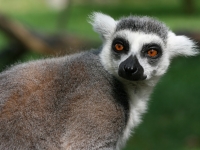 Madagascar Lemuren Close Up, Foto:  Robert Spiegel [CC BY-SA 2.0, flickr]