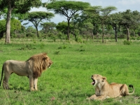 Katawi Nationalpark, Löwen zur Regenzeit, Foto: Outback Africa