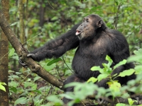 Mahale: Schimpanse, Foto: Outback Africa