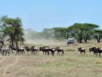Serengeti Pirschfahrt, Foto: Outback Africa