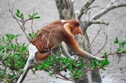 Borneo Rundreise: Tropisches Naturparadies - Reiseangebote