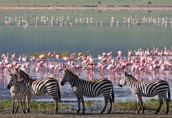 Von der Serengeti nach Sansibar - Reiseangebote