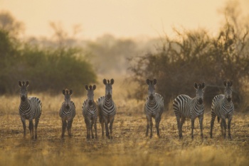 Unberührte Wildnis Zambias - Reiseangebote