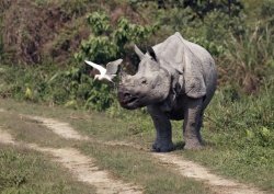 Die Trommeln von Kaziranga - Reiseangebote