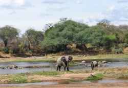 Südtansania-Safari zwischen Ruaha und Rufiji - Reiseangebote