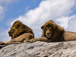 Königliche Löwen-Männchen  (Bild: Male Lions on Rock, William Warby, CC BY)