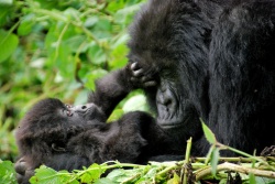 Gorilla-Mutter mit Nachwuchs  (Bild: Mother and baby, Carine06, CC BY-SA)