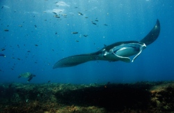 Manta Rochen beim Tauchgang  (Bild: Terra Agua Ceu  )