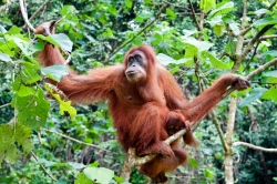 Orang-Utan im Sepalok Natur-Reservat auf Borneo  (Bild: Asien Special Tours, Copyright)