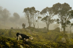 Countryside near Bogota, Colombia  (Bild: Countryside near Bogota Colombia, Pedro Szekely, CC BY-SA)