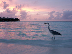 Himmel auf Erden: Malediven-Urlaub - Romantikurlaub
