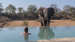 Elefant am Pool im Ngala Tented Camp  (Bild: Elefant am Pool, Alexander Mirschel, Copyright)