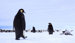 Pinguin-Kolonie  (Bild: Marching to the colony, Anne Fröhlich, CC BY-ND)