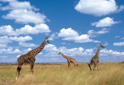 Giraffen in der Serengeti  (Bild: Outback Africa Erlebnisreisen)