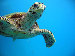 Schildkröte auf den Seychellen  (Bild: Another Turtle, Olivier Cochard-Labbé, CC BY-SA)